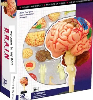 prikupljene model zagonetke Struktura mozga Анатомическая model lubanje i mozga Medicinska znanstvena model